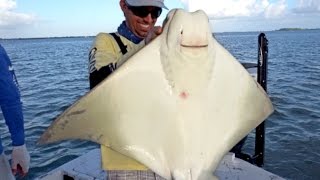 Monster Cownose Ray Snook Trout and More  ft Outlaw LakeForkGuy and Redneck Circus [upl. by Kimmie]