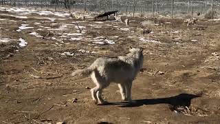 Wolf family reunion  Wolf Havens McCleery Ranch [upl. by Raddi509]