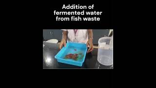 Microbial Fuel Cell from Fermented Effluent of Fish Head Waste [upl. by Ahsia]