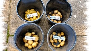 Grow potatoes four pot shootout No 3 Early potatoes reveal grown in 10quot pots on my patio [upl. by Wylma79]