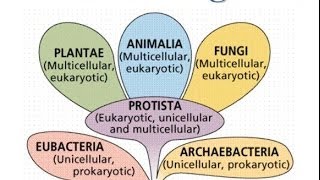 Bacteria Kingdoms Notes [upl. by Rezeile]