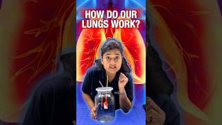 Shocking Science behind Breathing  How Lungs Work  shorts science experiment biology neet [upl. by Wivinia]