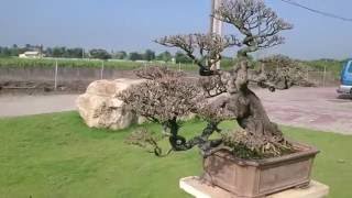 Diospyros ferrea bonsai è±¡ç‰™æ¨¹ NO1 [upl. by Oinafipe]