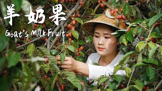 Goats Milk Fruit — a Yunnan fruit that 90 of people have never tried [upl. by Onibas907]