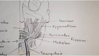 STABILITY IN COMPLETE DENTURE PROSTHODONTICS [upl. by Gascony]