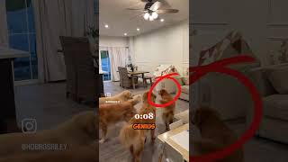 Watch These Retrievers Retrieve Their Owner in the Funniest Hide and Seek Game hdbrosriley on IG [upl. by Stephens]