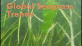 Seagrass [upl. by Ididn]