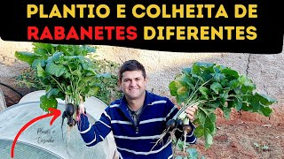 INCRÍVEIS variedades DIFERENTES de RABANETES Conheça o RABANETE PERSEU ULISSES e MELANCIA Ep206 [upl. by Hough]