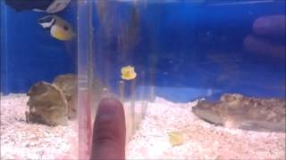 Cutest Fish Alive  Baby Box Fish [upl. by Sherline735]