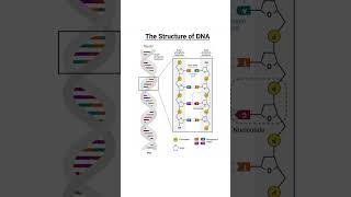 Linkage between sugar and Nitrogen base in DNA Different linkagebond in DNA shorts biochem [upl. by Ahsimat153]