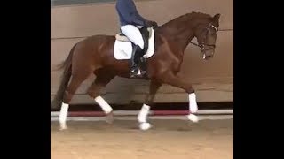 2015 Hanoveraner Wallach  Hanoverian dressage gelding wwwsporthorsesonlinecom [upl. by Aig]