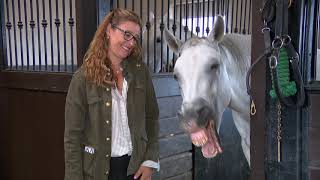 How the Lipizzan Stallions Learn to Dance Dressage [upl. by Nonnel]