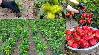 High yields of pepper at home full video [upl. by Arreis834]