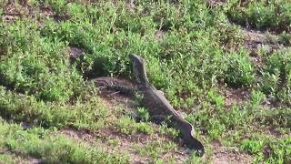 Nile Monitor Lizard swimming across the lake and going ashore [upl. by Dnama855]