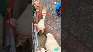 Amazing System In Sheep Farming 😱 shorts facts [upl. by Papagena]