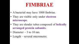 Fimbriae [upl. by Cherise]