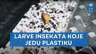 Larve insekata koje jedu plastiku [upl. by Ivar]