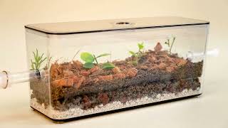 My Living Ant Formicarium Best Ants UK Natural Ant Farm [upl. by Nicko667]