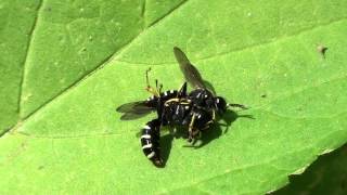 Squareheaded Wasps Crabronidae Ectemnius or Crabro Mating Behavior Part 1 of 2 [upl. by Susan]