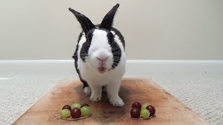 Rabbit eating grapes ASMR  Which color is his favorite [upl. by Suirtemed]