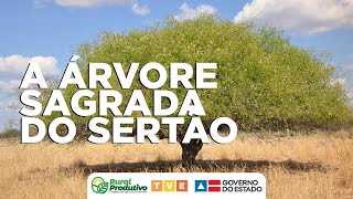 A ÁRVORE SAGRADA DO SERTÃO  RURAL PRODUTIVO [upl. by Fields]