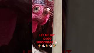 RED ISLAND RARE 🐓🐓🐓🐓🐓 trending chicken viralvideo youtubeshorts life dailyvlog nature [upl. by Sada]