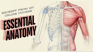 Excerpt from my online course Essential Anatomy [upl. by Simaj337]