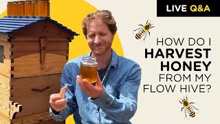 How do I harvest honey from my Flow Hive [upl. by Noterb]