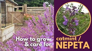 How to grow CatmintNepeta the best way to care for catmint nepeta [upl. by Prospero]