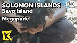 【K】Solomon Islands TravelSavo Island솔로몬제도 여행사보해변의 아침 알 낳는 메가포드MegapodeBirdEggSandy Beach [upl. by Enamrahc]