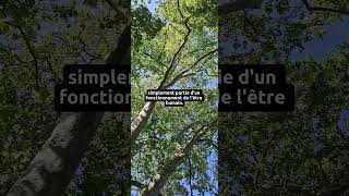 Ce sur quoi tu portes ton attention samplifie [upl. by Anaejer686]