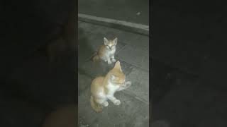 kebersamaan induk kucing bersama kedua anaknya lagi mencari makan [upl. by Dlonra399]