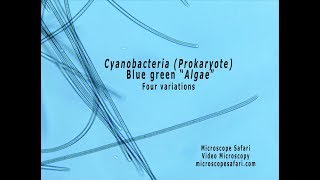 Cyanobacteria  Blue green quotAlgaequot [upl. by Demetris]