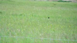 Bobolink Display [upl. by Dowd]