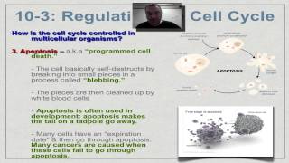 Chapter 10 Part 9  Cell Cycle Regulation [upl. by Aitital405]