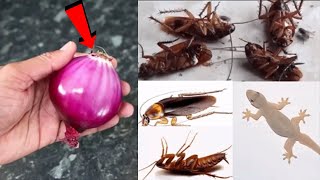 🔴🔴MAGIC ONION  How To Kill Cockroach Lizard Within 5 minutes  Home Remedy  Magic Ingredient [upl. by Johm]