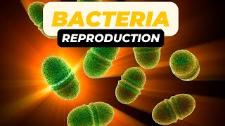 Reproduction in Bacteria [upl. by Hogan767]