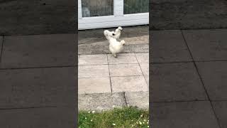 trending Cute silkie chickens silkies cute shorts viral short [upl. by Akineg811]