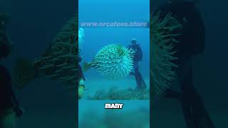 🐡 Pufferfish Slow and Steady Wins the Race 🐡 Their Surprising Survival Tactics [upl. by Gae591]