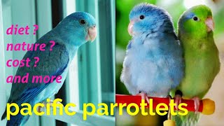 All about pacific parrotlets  what is the price of pacific parrotlets  size of parrotlets [upl. by Diamond394]