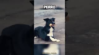 Este es el PERRO más LEAL de todo el MUNDO 🤯🌍 [upl. by Ally]