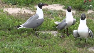 Laughing Gulls quotlaughingquot [upl. by Nalor]