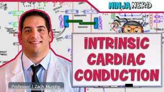 Cardiovascular  Electrophysiology  Intrinsic Cardiac Conduction System [upl. by Aenel143]