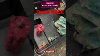 Dead Mice are results of a good trapbait program pest pestmanagement insectcontrol vermincontr [upl. by Wedurn]