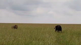 Buffalo alone in the wild is easy prey for big male lions [upl. by Ennahtur]