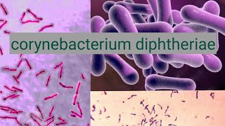 Corynebacterium diphtheriae in urdu hindi [upl. by Ibok829]