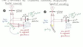 Scanning confocal microscopy [upl. by Sumaes]