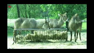 Safaripark Beekse Bergen 1 [upl. by Jesselyn245]