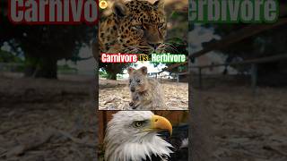 You WONT BELIEVE the Difference Between Carnivore and Herbivore Eyes [upl. by Wesle]