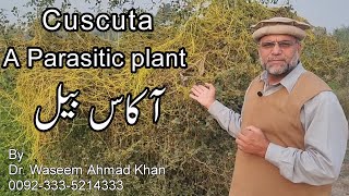 Amar Bail Ke Fayde  Akash Bail Ke Fayde  Cuscuta Herb Benefits Disadvantages of Amar Bail [upl. by Leur820]